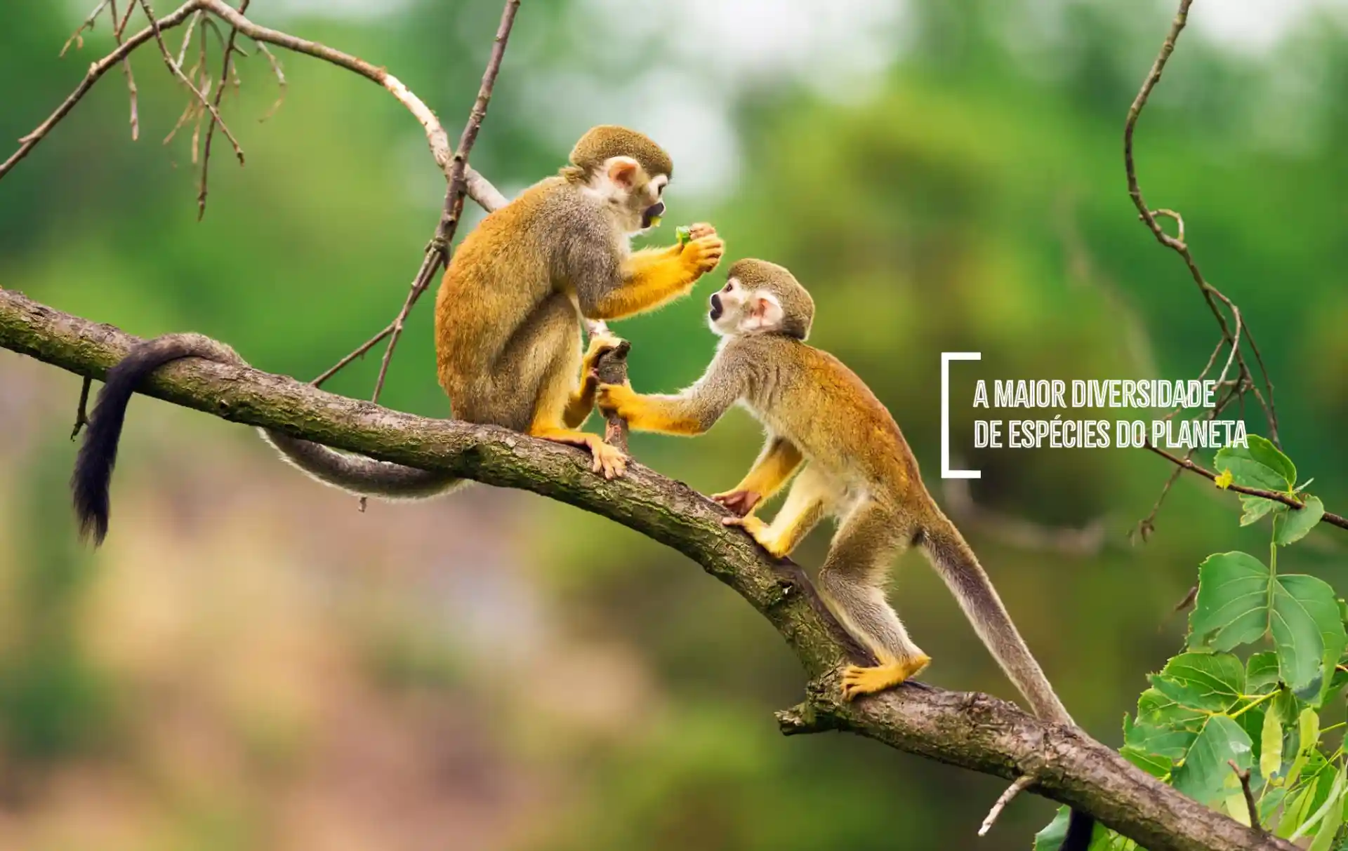 The Ultimate Guide To Facebook Ads